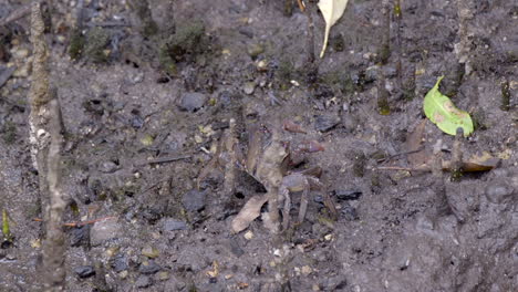 a tiny mud crab slowly walking away on a muddy ground - close up shot