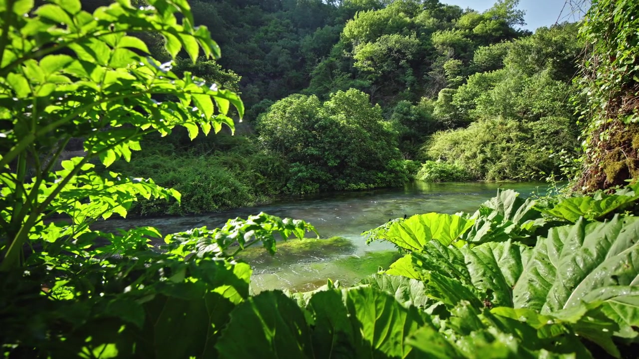 Arroyo cristalino fluyendo a través de un exuberante bosque verde