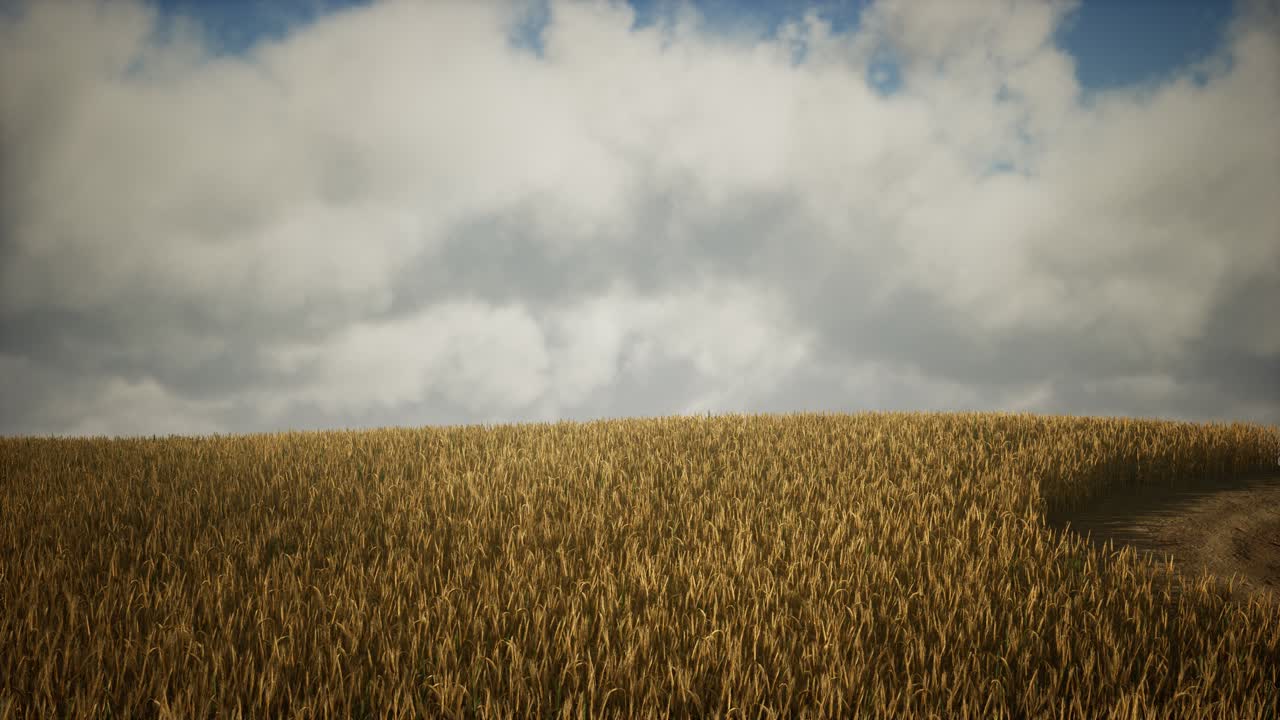 Ripe yellow rye field under beautiful summer sunset sky with clouds