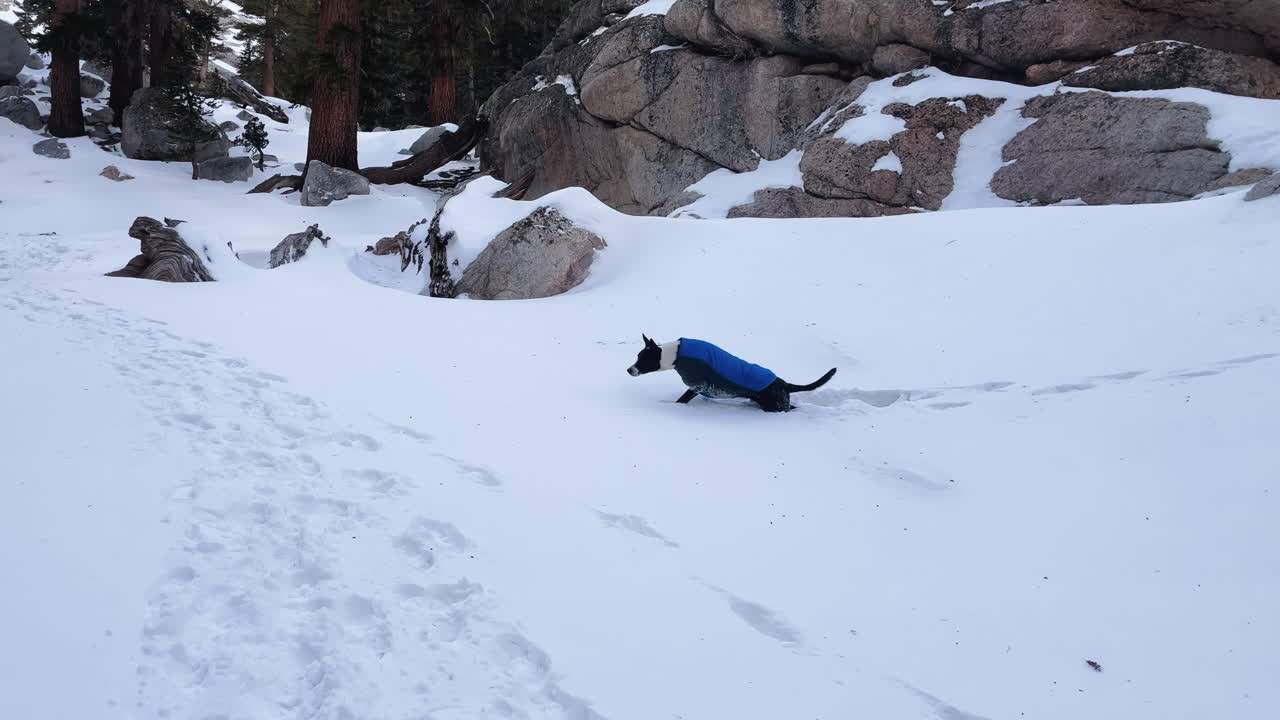 Dog in blue jacket walking on snowy terrain at Alabama Hills, Inyo National Forest in peaceful winter wilderness beauty
