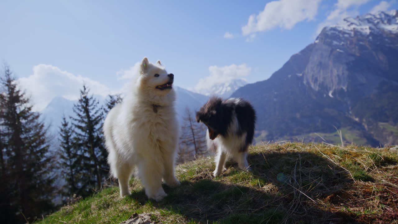 Samoyed and Shetland Sheepdog playing joyfully on a mountain field, surrounded by stunning alpine views and clear skies