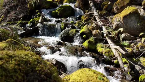 Agua-Que-Fluye-Sobre-Rocas-Cubiertas-De-Musgo-En-El-Bosque-Del-Bosque-Nacional-Olímpico