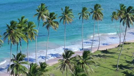 coconut trees growth along beachside in dominican republic