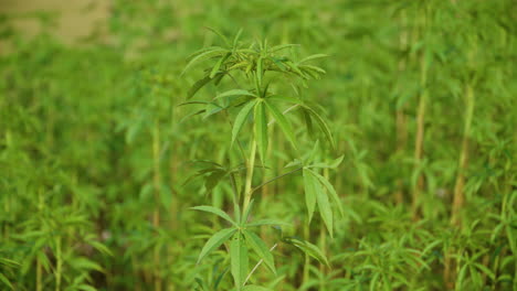 Árbol-Joven-De-Bambú-Cerca-Del-Tallo-Contra-Una-Densa-Arboleda-Verde---Paralaje