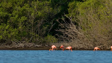 towering mangrove forest with flamingo flock feeding in brackish water on caribbean island