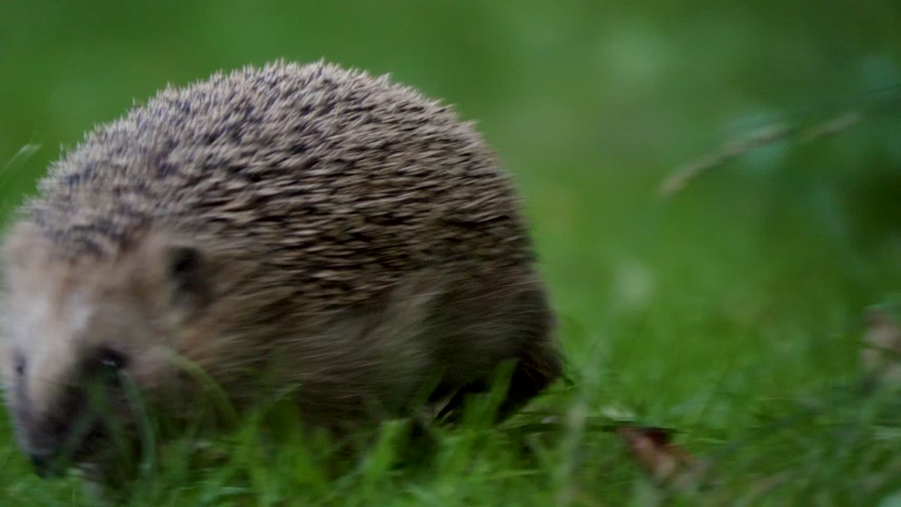 Tapferer Igel bewegt sich direkt auf die Kamera zu in 4K