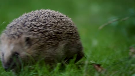 brave hedgehog moving straight towards the camera in 4k