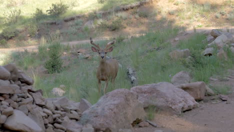 a mule deer eating grass, looking up at the camera and running away, slow motion