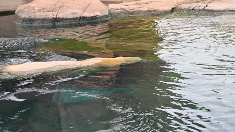 polar bear swimming underwater in zoo reserve