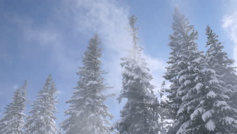 looking up at the tall snow-laden fir trees being shaken by a strong wind, throwing the snow towards the viewer in cold weather with sun and clouds