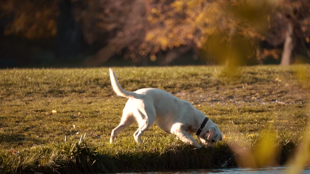 라브라도르 리트리버 (labrador retriever) 가 풍경이 아름다운?? 헨 시내 공원에서 물 밖으로 공을 능숙하게 는 느린 동작 영상, 도시 야외 환경에서 개 놀이와 물 검색을 보여줍니다.