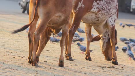 par de vacas sagradas comiendo granos en el suelo almacen de video