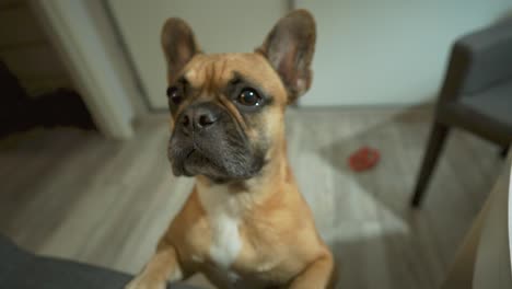 brown french bulldog standing on hind legs looking curious inside living room