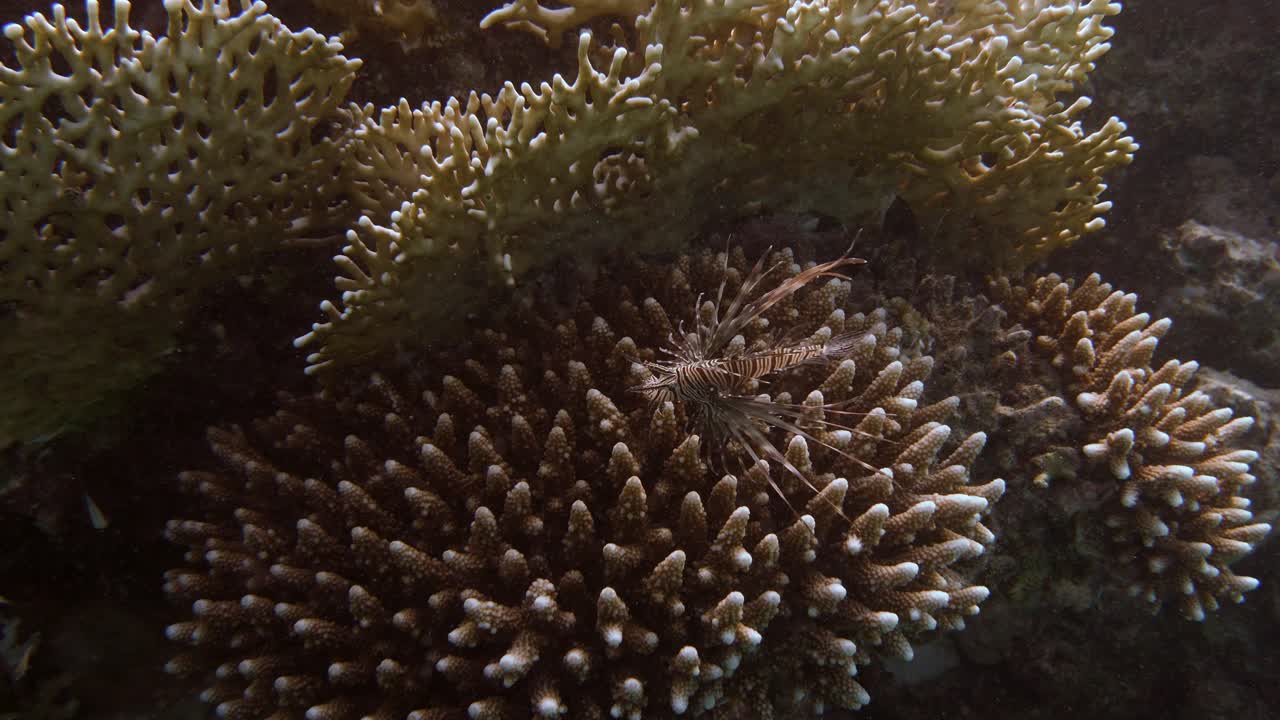 Piccolo pesce scorpione cucciolo che ondeggia nella corrente sopra il corallo in 4k