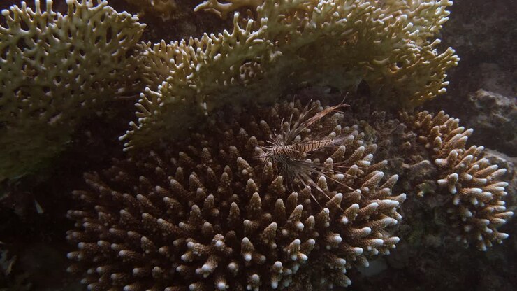 Piccolo pesce scorpione cucciolo che ondeggia nella corrente sopra il corallo in 4k