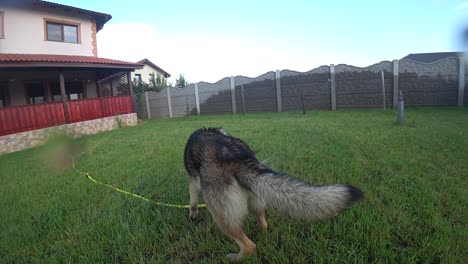 slow motion - wet dog is playing with water from a sprinkler in the backyard