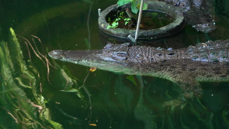 sleepy saltwater crocodile submerged in water at bali safari and marine park zoo siangan, indonesia