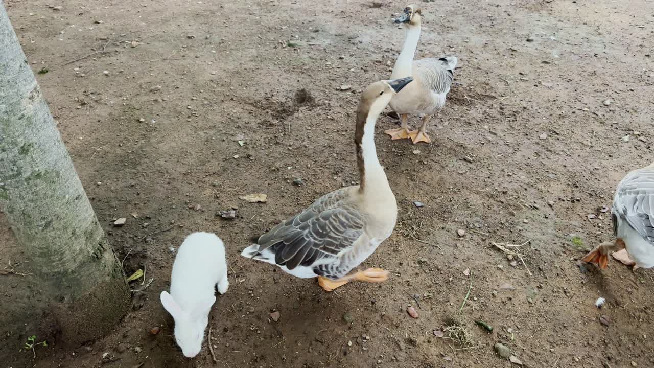 Rabbits and geese interacting while feeding on grass in a countryside outdoor space