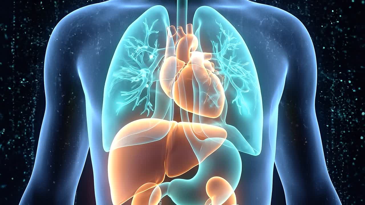Transparent human figure displaying lungs heart liver stomach and digestive system in modern medical visualization