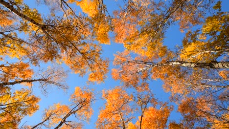 el bosque de otoño contra el cielo azul.