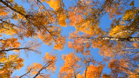 autumn forest against the blue sky.