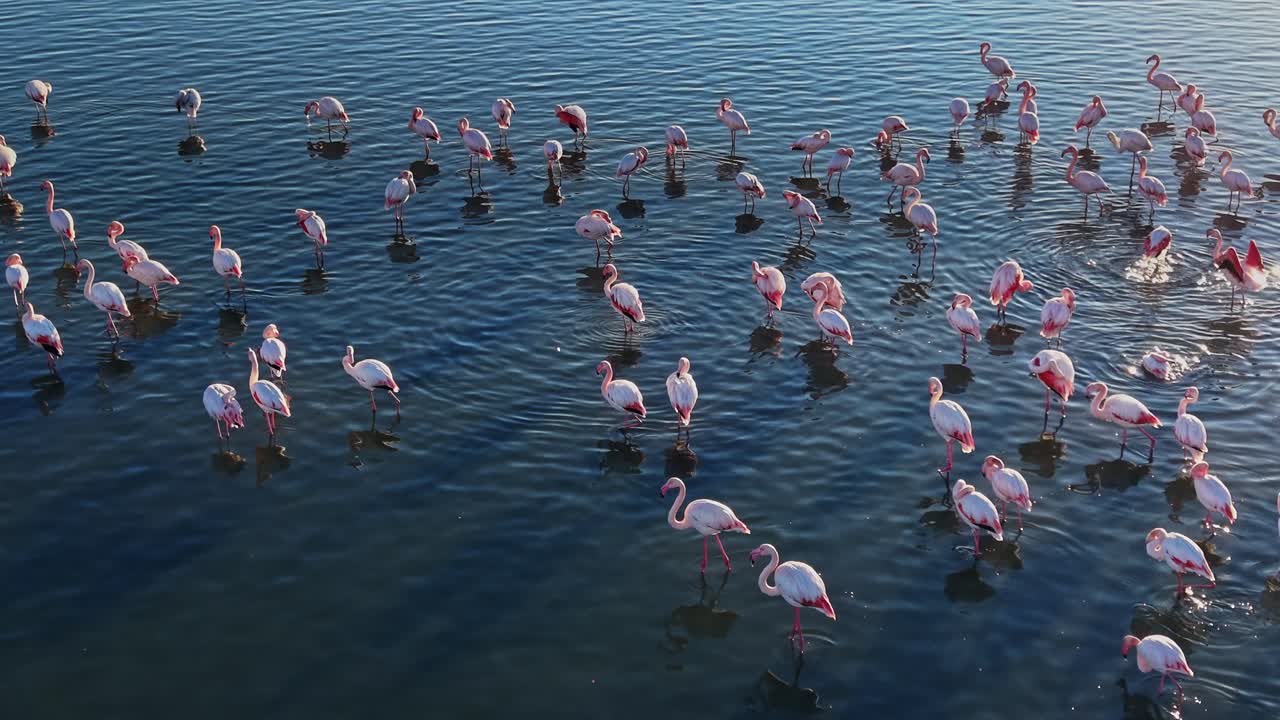 Flamingos gather in water at a lakeside during the day near sunset