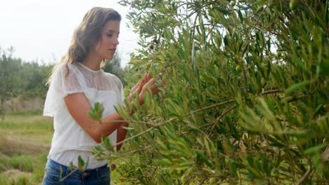 Woman-examining-olives-in-farm-4k