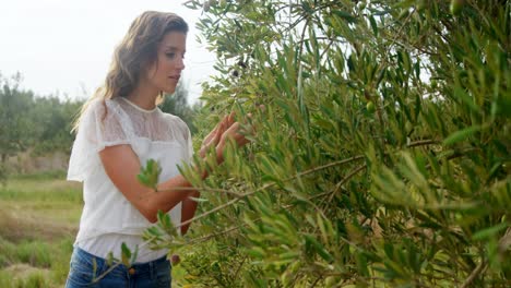 mujer examinando aceitunas en la granja 4k