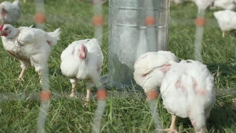 Erleben-Sie-Den-Natürlichen-Charme,-Wenn-Hühner-Ihren-Durst-Löschen,-Indem-Sie-Wasser-Aus-Einer-Dose-Trinken,-Und-Zeigen-Sie-So-Ihr-Entzückendes-Verhalten-Auf-Dem-Bauernhof