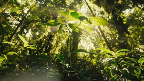 Sun-Rays-Illuminating-Leaves-in-Tropical-Rainforest-Trees-and-Canopy-Inside-Jungle