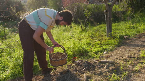 young farmer gathers wood and puts it in a basket
