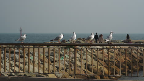 Seagull-sitting-on-rail-overlooking-people-walking-on-Barcelona-pier-with-the-sea-in-the-distance
