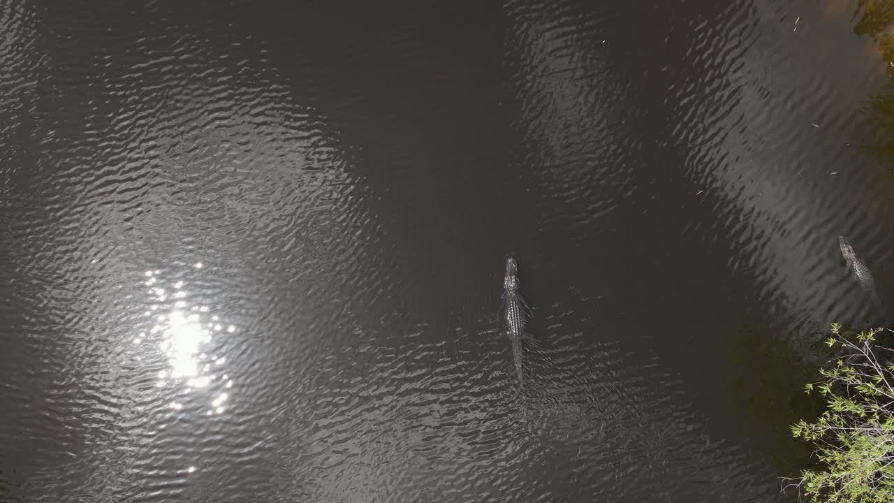 Aerial: Gators in dark tannin bayou, one with rope around its neck