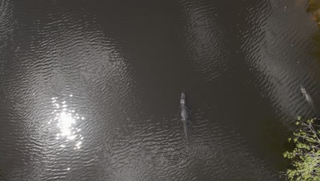 Aerial:-Gators-in-dark-tannin-bayou,-one-with-rope-around-its-neck