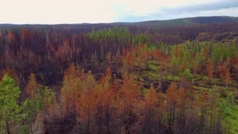 Fly-Over-Autumn-Trees-Burned-After-Biggest-Wildfire-Near-Lebel-sur-Quévillon,-Quebec-Canada