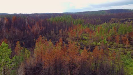 fly over autumn trees burned after biggest wildfire near lebel-sur-quévillon, quebec canada