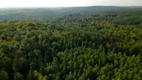 aerial view of the treetops of a big forest of green pines in the north of poland