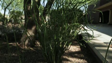 Holy-Book-Underneath-A-Green-Desert-Bush