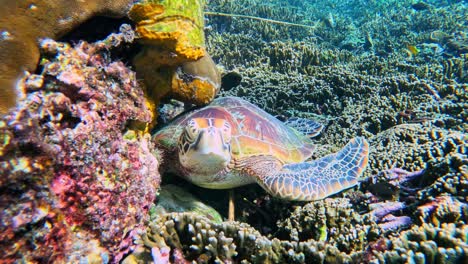 green sea turtle resting on beautiful coral reef - close up