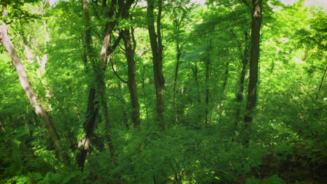 coming up to a steep cliff in the middle of a green forest