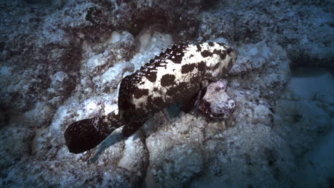 A-beautiful-underwater-footage-of-a-potato-grouper-from-above-and-gently-swimming-in-front-of-the-camera