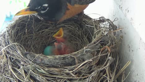 Mutter-Rotkehlchen-Dreht-Blaues-Ei-Im-Nest-Und-Weckt-Zwei-Kleine-Babyrotkehlchen