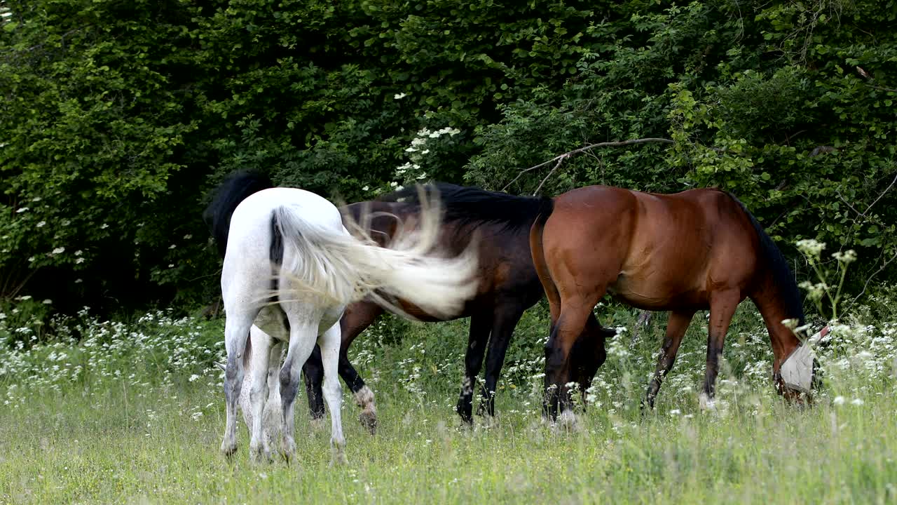 un rebaño de caballos pastando en un prado de primavera