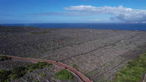 Landschaft-Der-Weinbergkultur-Der-Insel-Pico