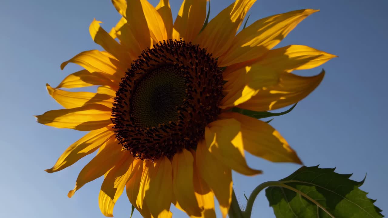 Low-angle video shot of a vibrant sunflower against a clear blue sky, capturing its bold colors