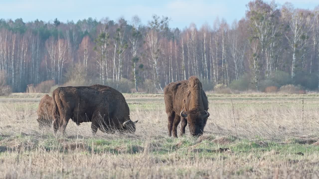 bisontes europeos adultos pastando al aire libre, con fondo forestal