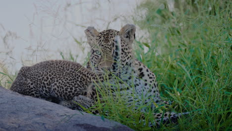leopard mother and cub