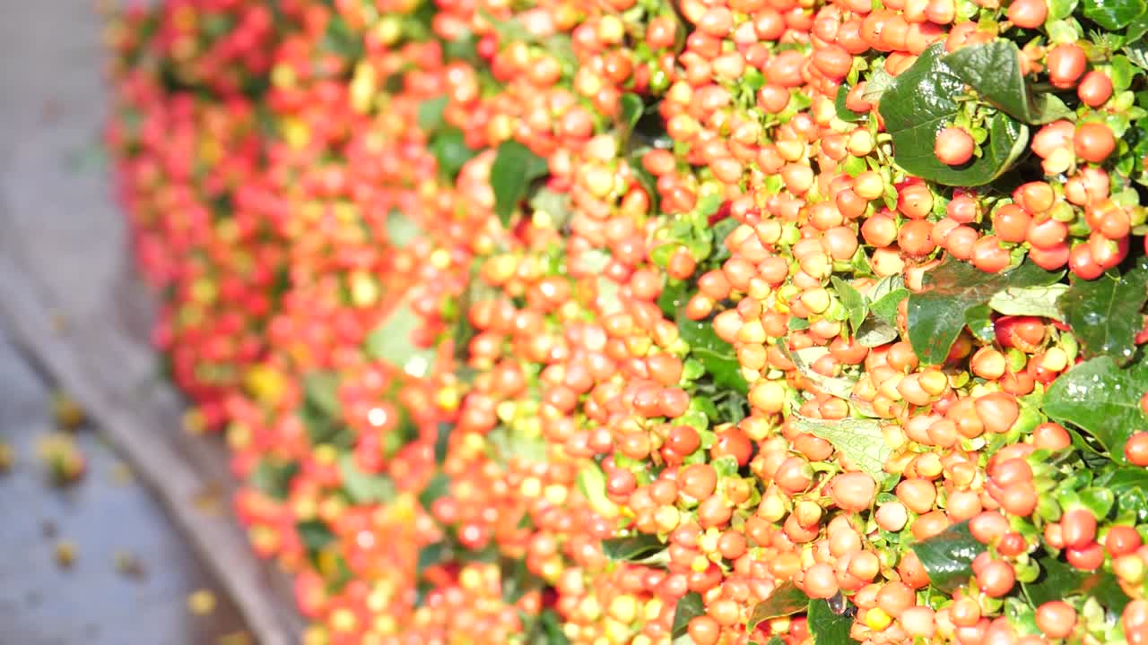 에 필드 붉은 꽃의 깊이를 닫습니다