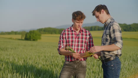 two farmers examine wheat condition after pesticide spraying