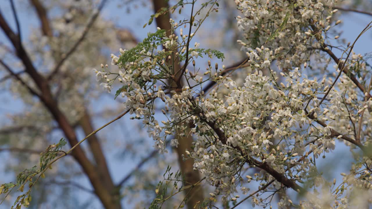 L'albero di Moringa è fiorito e gli uccelli stanno raccogliendo il nettare dai suoi fiori.